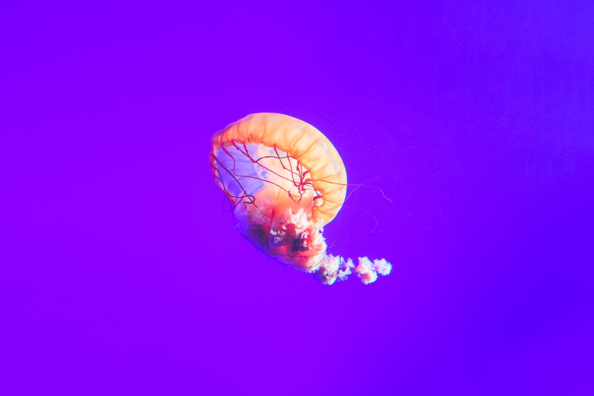 Photo by [Pathum Danthanarayana](https://unsplash.com/photos/KLbUohEjb04)