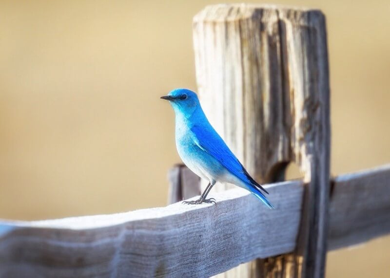 blue bird