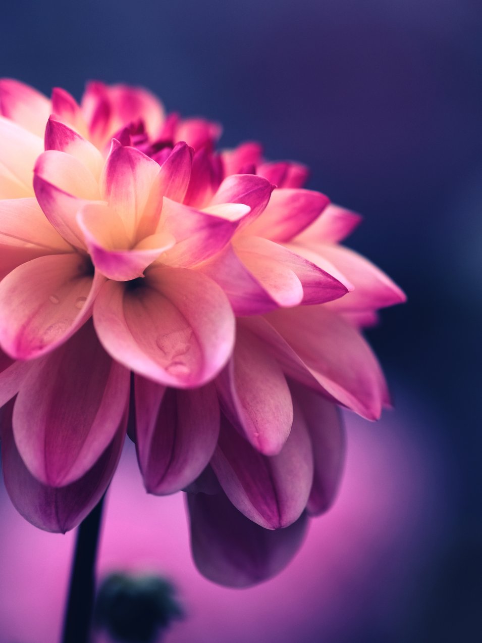 Photo by [Tj Holowaychuk](https://unsplash.com/photos/iGrsa9rL11o)