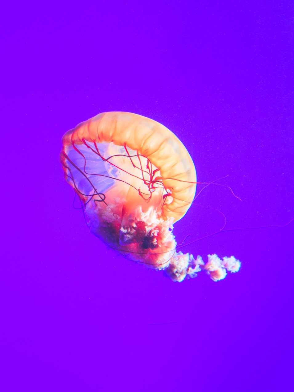Photo by [Pathum Danthanarayana](https://unsplash.com/photos/KLbUohEjb04)