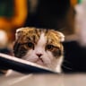 brown and white cat in shallow focus shot
